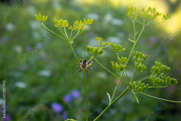 Obraz A spider on a web in the forest in summer