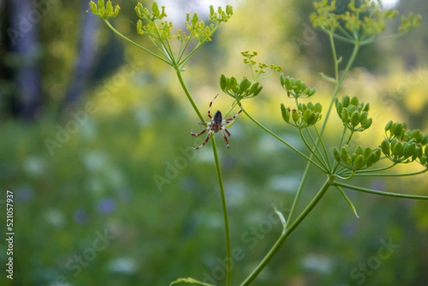 Obraz A spider on a web in the forest in summer
