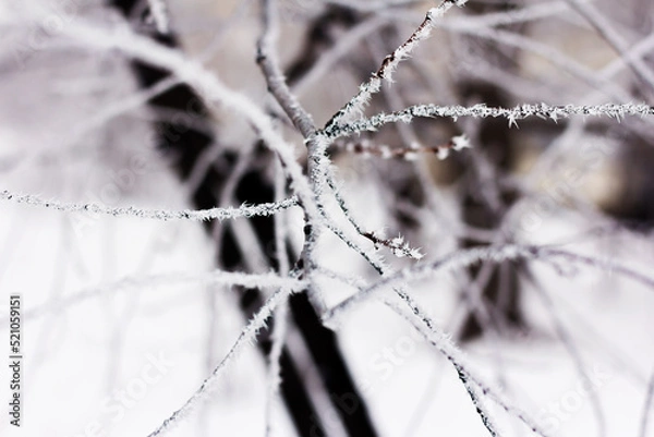 Obraz Tree branches covered with a thin layer of frost.
