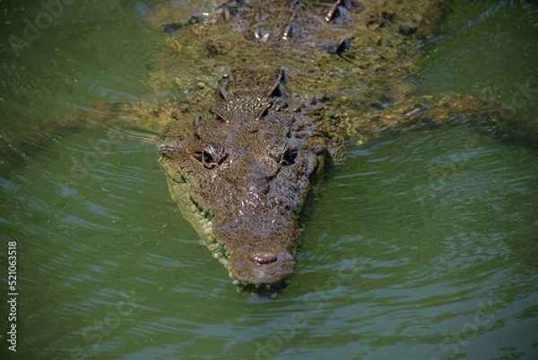 Obraz crocodile in the water