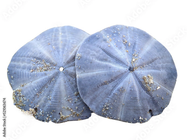 Fototapeta shell isolated on white