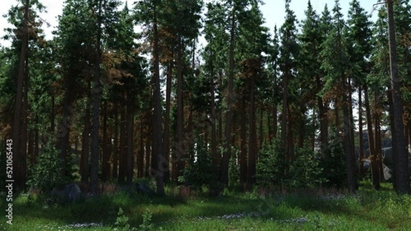 Obraz Pine Forest Trees and Blue Sky