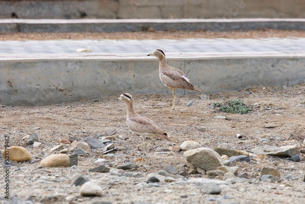 Obraz Dos huerequeques 