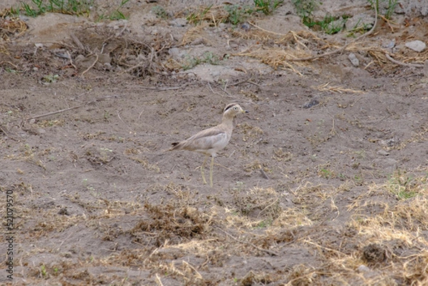 Obraz huerequeque solitario 