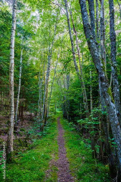 Fototapeta path in the woods