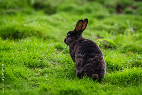 Fototapeta Rabbit