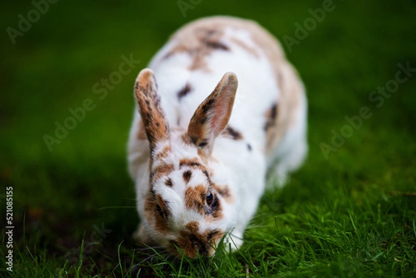 Fototapeta Rabbit
