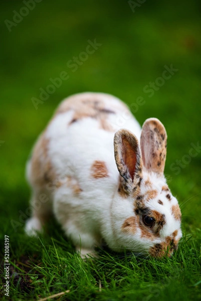 Fototapeta Rabbit