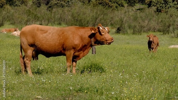 Obraz Cows in the field