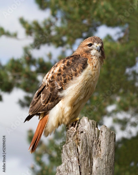 Obraz Red shouldered hawk perched on fence post