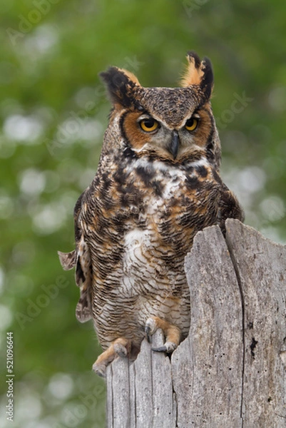 Obraz Great Horned Owl Perched