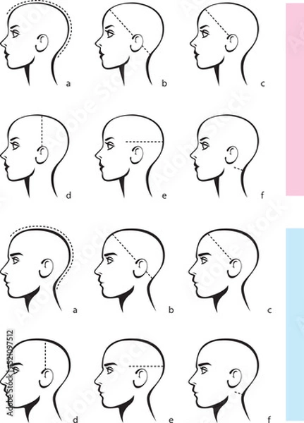 Obraz Stylized image of a male y female head. Detailed size chart for ordering hair system. Template for selecting size of a wig or caps for women and men. Vector illustration isolated on white background