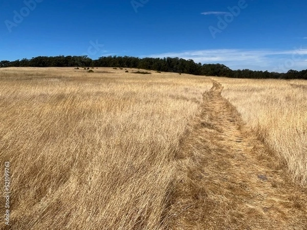 Obraz Path though the wheat