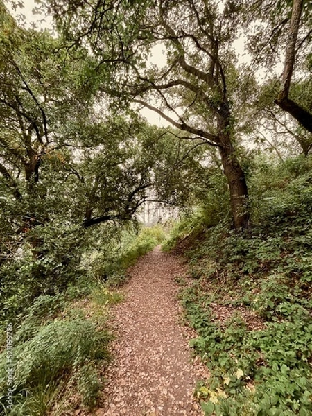 Obraz path in the woods