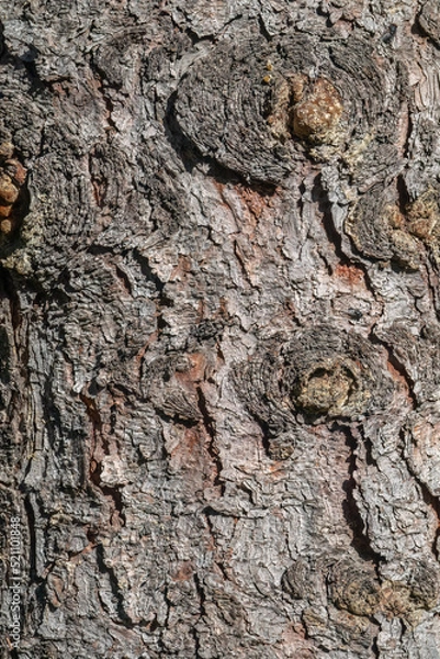 Fototapeta Bark texture and background of a old fir tree trunk. Detailed bark texture. Natural background