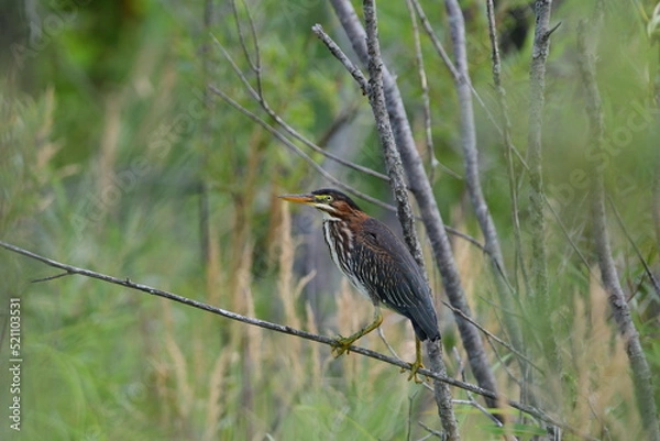 Fototapeta Green Heron bird perched in a tree along wetlands