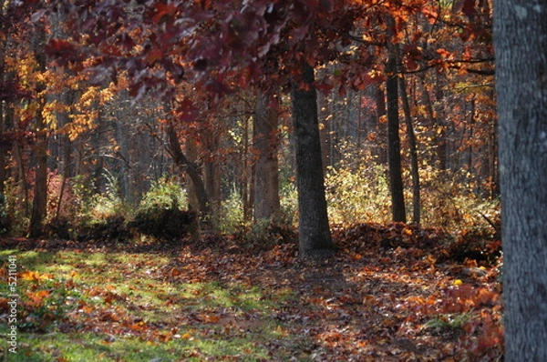 Fototapeta Fall woods