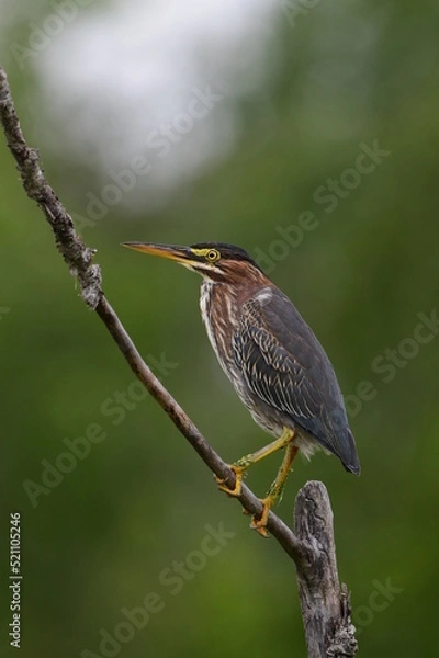 Fototapeta Green Heron bird perched in a tree along wetlands