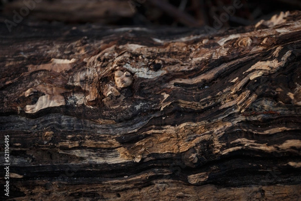Obraz bark of a tree