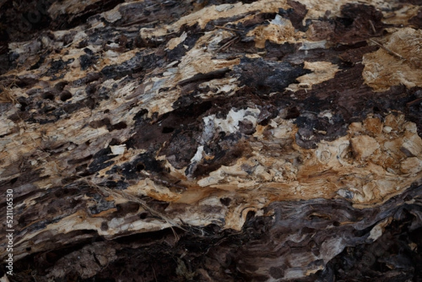 Obraz texture of the bark