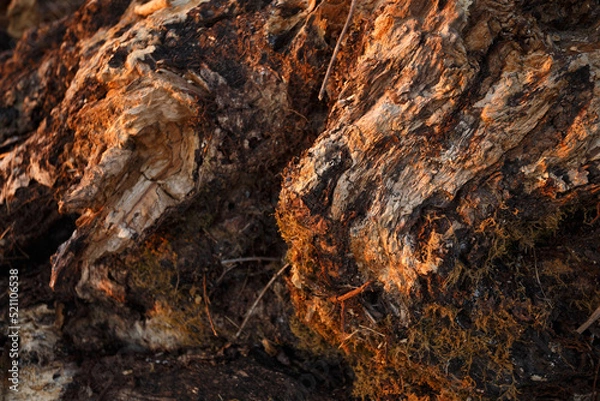 Obraz wood texture