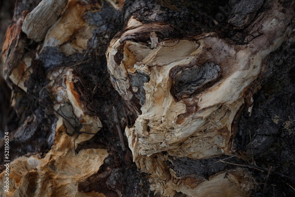 Fototapeta texture of tree