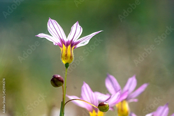 Obraz 六甲アイランドの野草