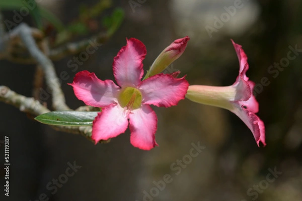 Obraz アデニウム・オベスム