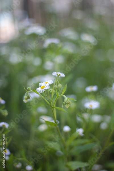 Fototapeta daisy flower