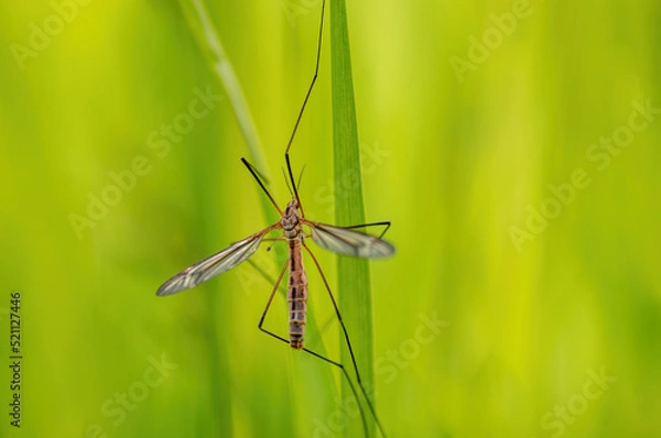 Fototapeta one crane fly sits on blades of grass in a meadow