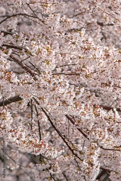 Obraz 桜‐05
