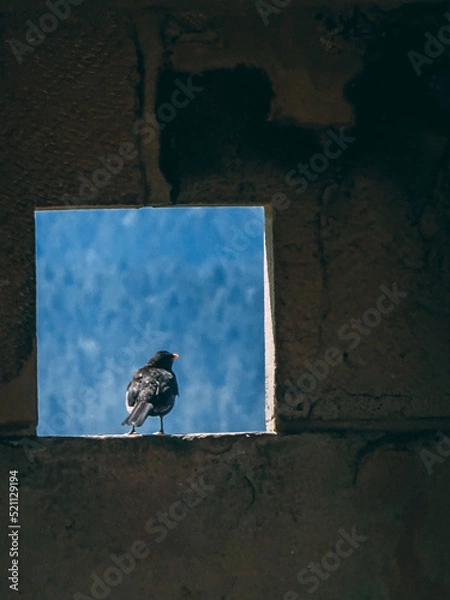 Obraz Bird in the window