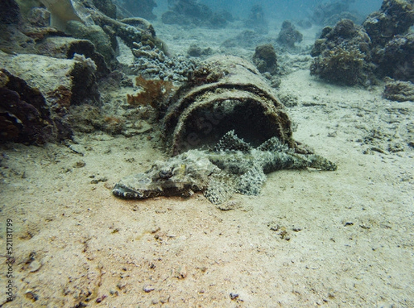 Obraz A crocodilefish perched on sandy seabed camouflaged with its surroundings in Malaysia