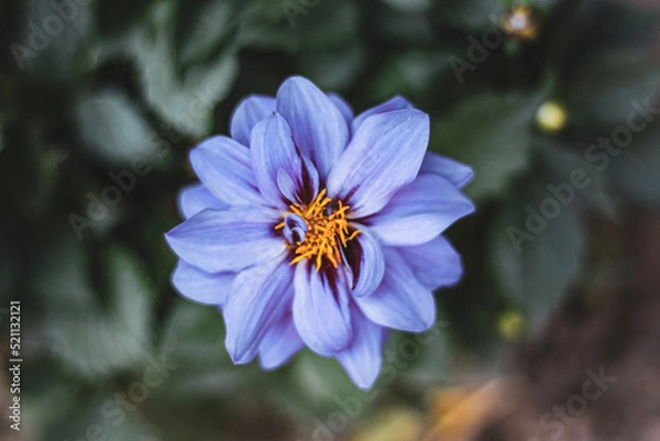 Fototapeta bee on a flower