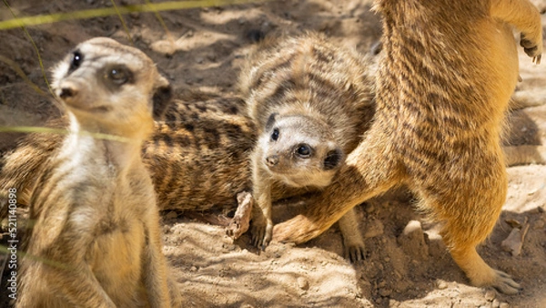 Obraz meerkat on guard