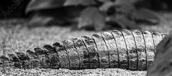 Obraz Krokodilschwanz