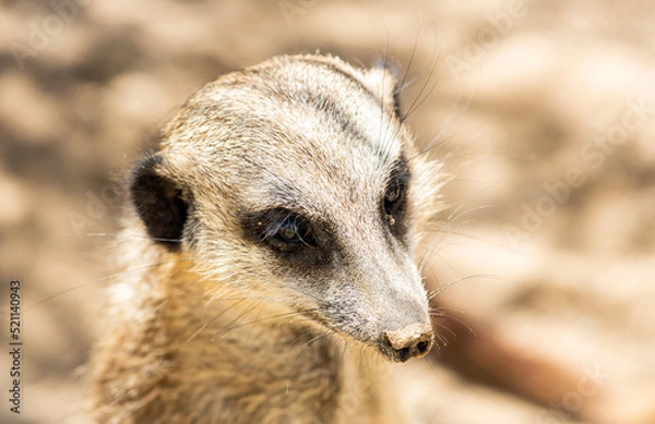 Obraz meerkat on guard