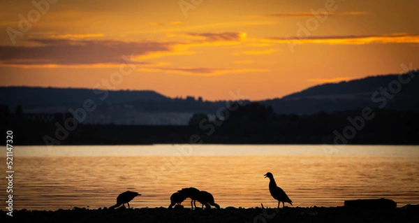 Obraz sunset on the lake