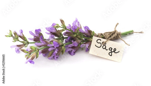 Obraz sage flower
