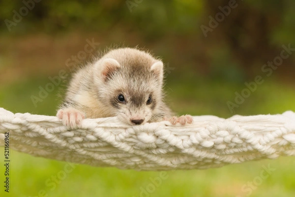 Fototapeta Ferret baby posing for portrait in handmade hammock outdoor