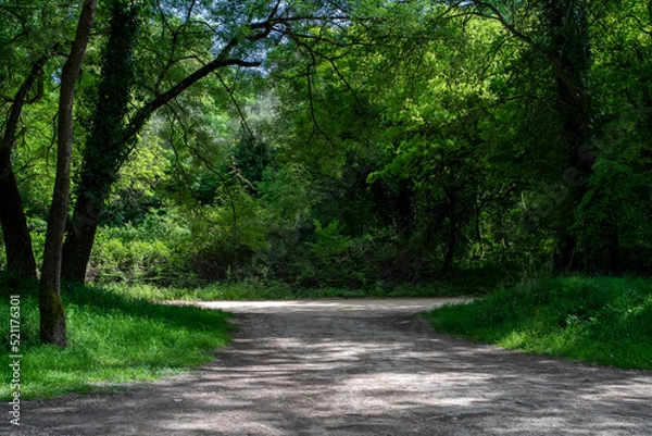 Fototapeta Dirt road between tall trees that form a gate. Zirou Lake, Preveza, Greece.