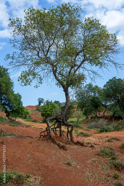 Fototapeta Tree with exposed roots in Kokkinopilos (red clay), Preveza Greece, a unique geological phenomenon.
