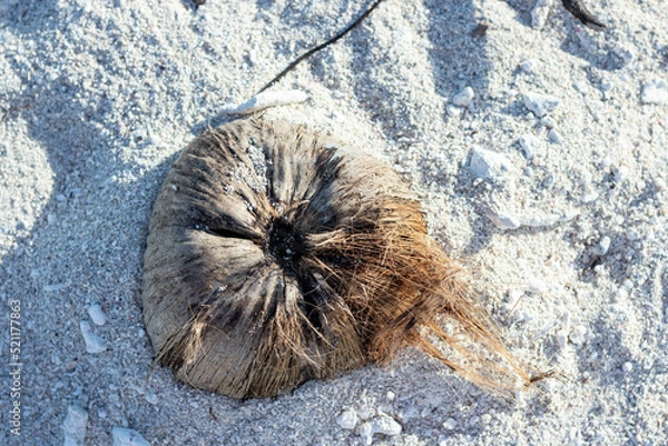 Obraz Coconut shell on sandy beach