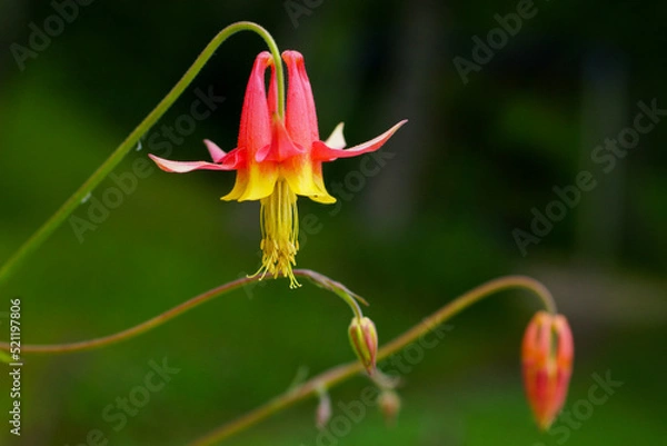 Fototapeta Flowering crimson columbine (Aquilegia formosa), beautiful bicoloured, red and yellow flower