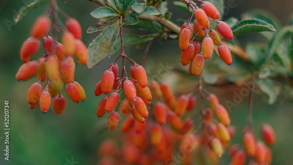 Obraz red and yellow