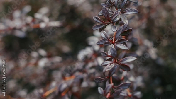 Fototapeta close up of a tree