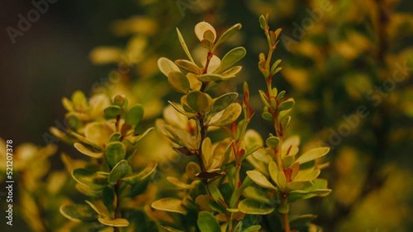 Obraz yellow flowers