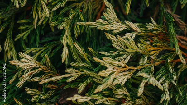 Obraz pine background