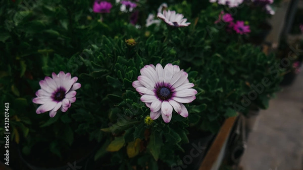Obraz flowers in the garden
