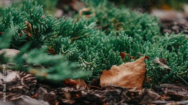 Obraz pine cones on moss